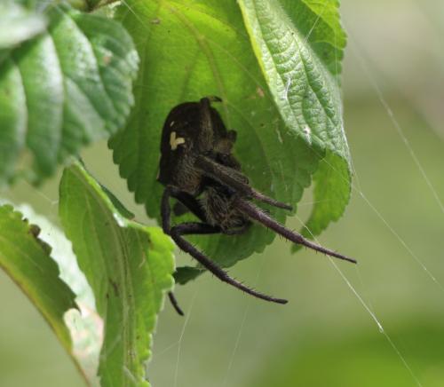 Eriophora sp.